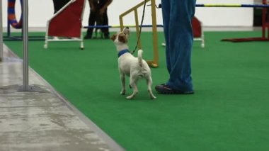 Şirin oyuncak tilki korkunç köpek Yarışması, sahibi ile safkan evde beslenen hayvan eğitim