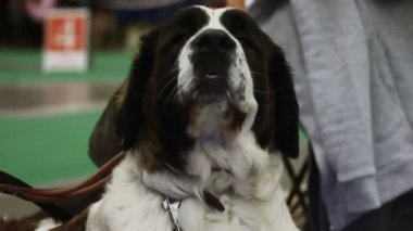 Tatlı Bernese dağ köpeği hayvan Sergisi, safkan evde beslenen hayvan göstermek için bekliyor