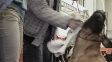 Kadın sahibi evde beslenen hayvan sergi, itaat güzel eğitimli Mastiff köpek besleme