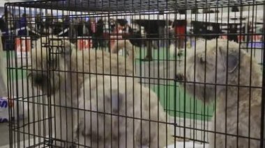 Eğitimli evcil hayvan köpek sergisinde kafeste oturan üç highbred beyaz Schnauzers