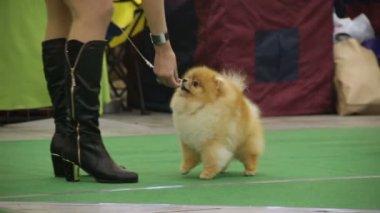 Kabarık Pomeranians safkan evde beslenen hayvan köpek sergisinde sahipleri ile eğitim