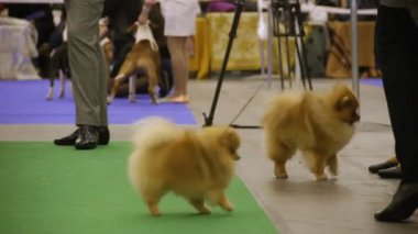 Evde beslenen hayvan gösterdikten sonra highbred köpekler köpek Sergisi, güzel küçük Pomeranians dinlenme