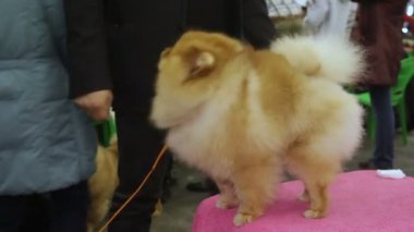 Oldukça kabarık Pomeranian veteriner muayene, sağlık için bekliyor