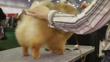 Pomeranian köpek Sergisi, kadın sahibi penye kürk, evde beslenen hayvan damat kadın