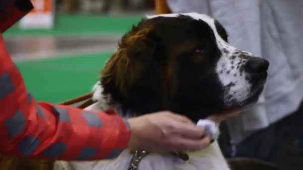 Las manos femeninas limpiando la saliva del hermoso perro de montaña bernés, mascota de raza pura — Vídeo de stock