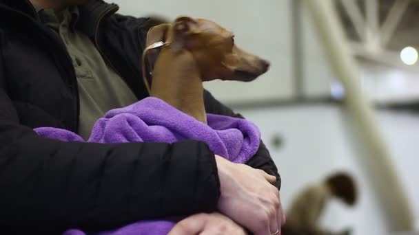 Person mit verängstigtem Hund in der Hand, verängstigtes Haustier in Tierklinik, niedliches Tier — Stockvideo