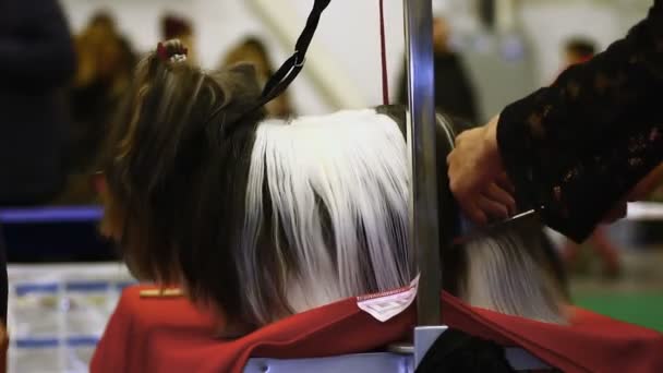 Mulher grooming puro sangue Yorkshire Terrier em exposição de animais de estimação, cão de cabelos longos — Vídeo de Stock