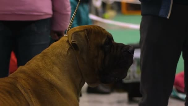 Schöne englische Dogge, die in der Nähe ihres Besitzers steht und bellt, Hundeausstellung — Stockvideo