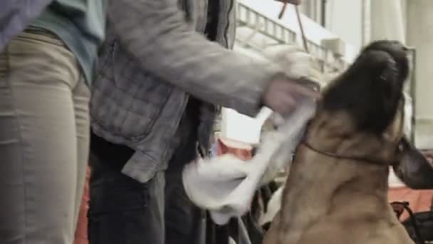 Hundebesitzerin füttert schön ausgebildeten Doggen-Hund auf Heimtierausstellung — Stockvideo