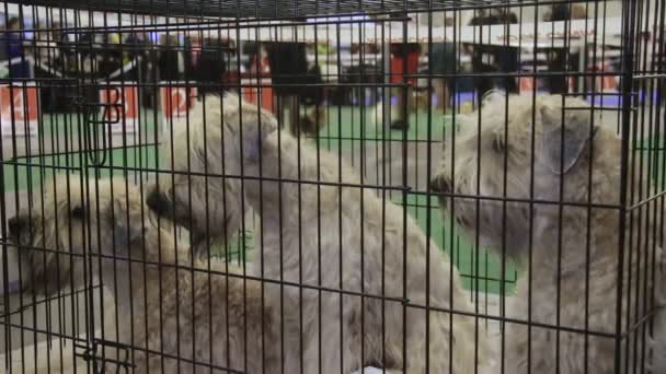 Três cães Schnauzer brincalhões sentados na gaiola na competição de animais de estimação, animais de estimação pedigree — Vídeo de Stock