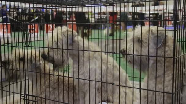 Tiga anjing Schnauzer lucu duduk di kandang di kompetisi hewan peliharaan, hewan peliharaan silsilah — Stok Video