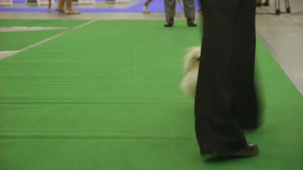 Liten söt Pomeranians promenader med ägare på hund utställning, husdjur utbildning — Stockvideo