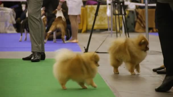 Dog exhibition, beautiful tiny Pomeranians rest after pet show, highbred dogs — Stock Video