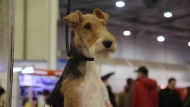 ウェルシュ ・ テリア ホールに座っていると見て回って、血統ペット犬展覧会 — ストック動画