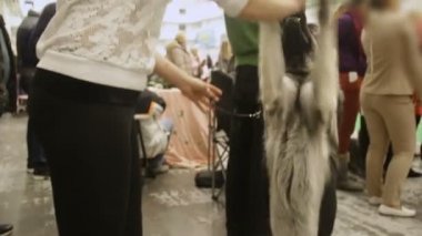 Sahibinin komutuna dinleme ve veren sadık Alman çoban köpek pençeleri, evde beslenen hayvan