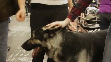 İki kadın memnun komik Alman çoban köpek evde beslenen hayvan sergi, hayvanlar okşayarak