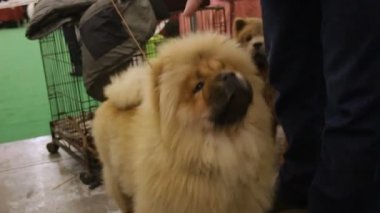 Besleme sahibi köpek, şirin kabarık Chow Chow komutları, hayvanlar dinleme eğitimi