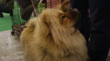 Güzel Chow Chow köpek muamele etmek için bekleyen ve kabarık safkan evde beslenen hayvan sahibi, seyir