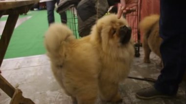 Safkan köpek Sergisi, özenli sahibi Federaller Chow Chow a muamele etmek, güzel evde beslenen hayvan