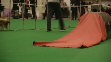 Uzun tüylü köpek çeviklik yarışmasında, eğitimli evcil hayvan hileci, itaat gerçekleştirme