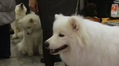 Exhibition of purebred dogs, beautiful fluffy American Eskimo sitting near owner