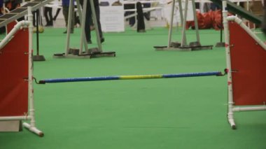 Köpek Yarışması, atlama ve gerçekleştirme güzel safkan pet Show'da hileci.