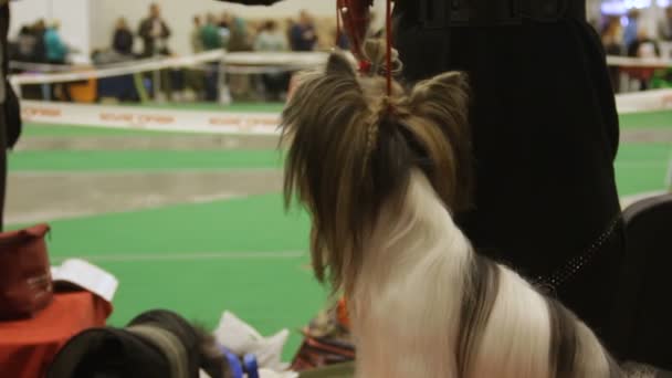 Eigenaar feeds schattig Yorkshire Terriër een traktatie op hond tentoonstelling, stamboom huisdier — Stockvideo
