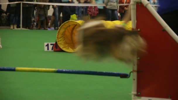 犬競争でトンネルに実行している小型のペット動物敏捷性トレーニング — ストック動画