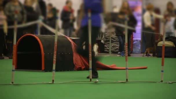 Hond agility competitie, klein huisdier uitgevoerd en het uitvoeren van trucs op show — Stockvideo