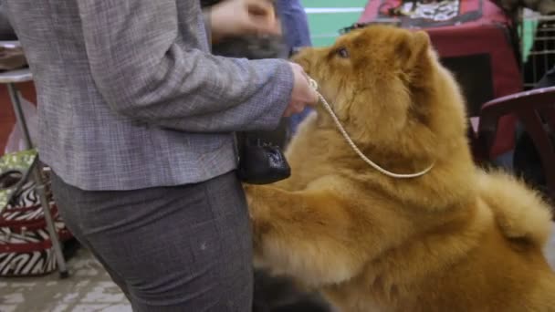 Αφράτο Chow Chow σκύλος στέκεται στο paws και ζητώντας για κεράσματα, γυναίκα διατροφή κατοικίδιο ζώο — Αρχείο Βίντεο