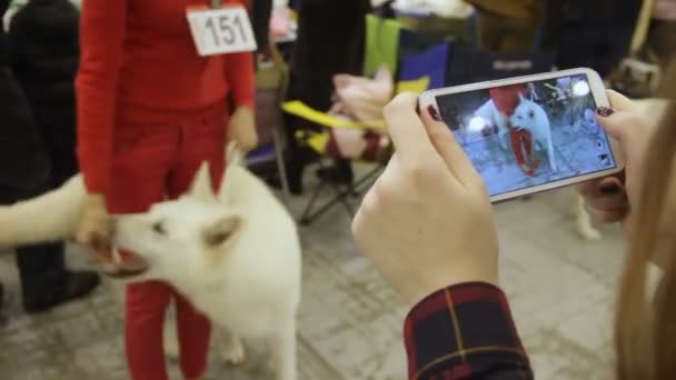 Schattige hond vraagt meester traktaties op huisdier show, Koreaanse Jindo RAS filmen meisje — Stockvideo