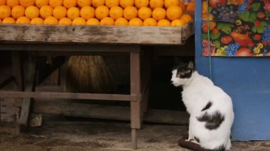 Güzel kedi meyve standı ve sepetleri altında oturan Açık pazarda yaşayan