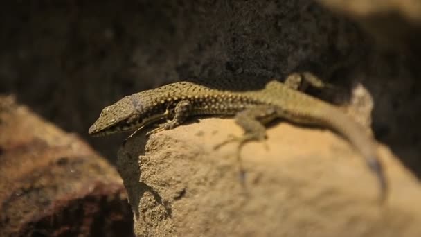 Small lizard is sunbathing on the stone, wild life close up, zoo exhibition — Stock Video