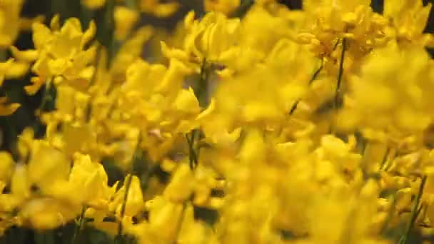 Pola żółte kwiaty macha w wiatr w countryside pole, natura, Aromaterapia — Wideo stockowe