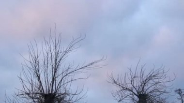Birkaç tek ağaçlar yaygın olarak yaymak onların kuru dalları, yabancılaşma zone