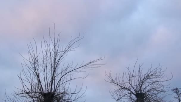 Pareja de árboles sueltos extendiendo ampliamente sus ramas secas, zona de alienación — Vídeos de Stock