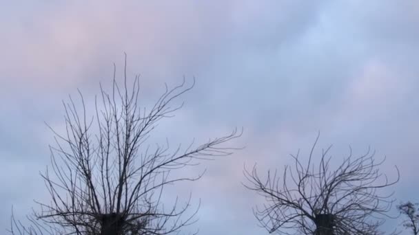 Quelques arbres simples étendant largement leurs branches sèches, zone d'aliénation 