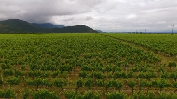 Luchtfoto vlucht over prachtige wijngaard landschap in Shilda dorp, Georgië — Stockvideo