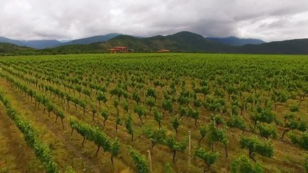 Luchtfoto van verbazingwekkende wijngaard rijen in Georgië, landbouw, landbouw business — Stockvideo
