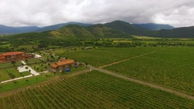 Panoramik büyük üzüm ekimi ve ev, tarım, tarım iş