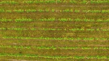 Robot uçuş üzerinde yeşil bağ Gürcü kırsalında, tarım, tarım