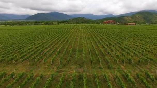 Fantastische luchtfoto van enorme wijngaard en bergen, wijnbouw en landbouw — Stockvideo