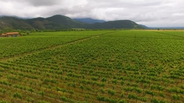 Szép légi járat szőlő területeken, a mezőgazdaság és a gazdálkodás, a borkészítés során — Stock videók