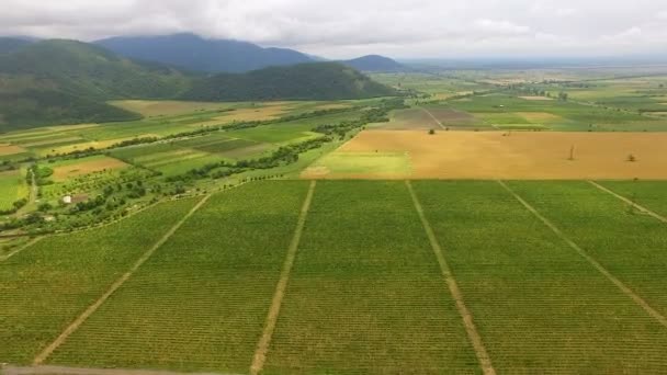 Increíble vuelo panorámico sobre el viñedo en la aldea de Shilda, la agricultura en Georgia — Vídeo de stock