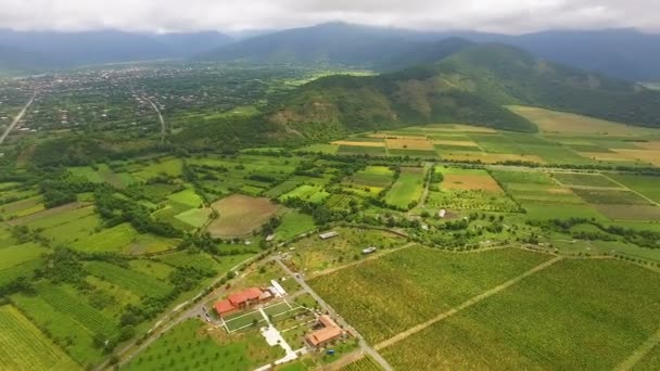 Lélegzetelállító légi kilátás zöld mezők és szőlőültetvények Shilda falu — Stock videók