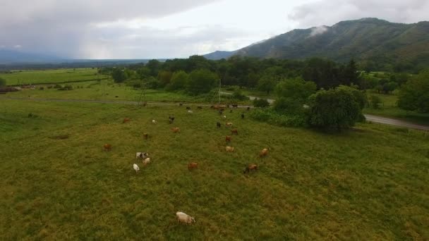 Drone voando sobre pasto com vacas, montanha rochosa no fundo, agricultura — Vídeo de Stock