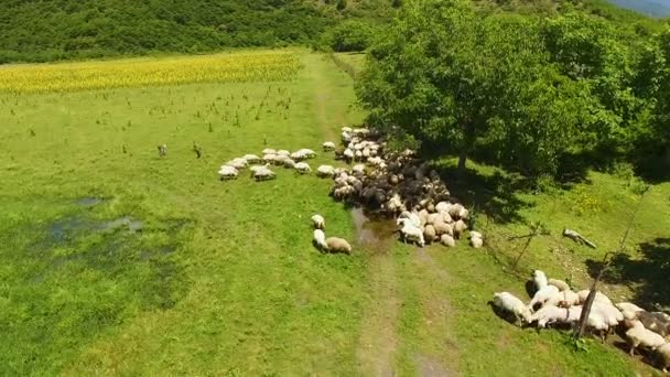 Schafherde weidet auf einem Feld von Ackerland an sonnigen Tagen, Luftaufnahme, Landwirtschaft — Stockvideo