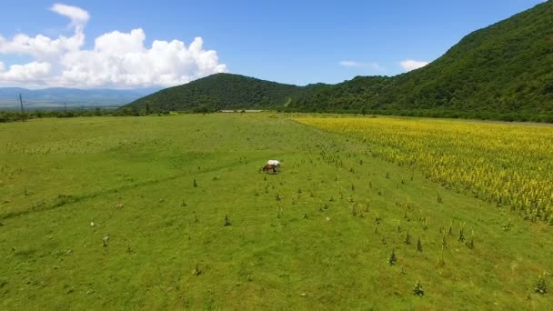 Вид с воздуха на двух красивых лошадей, пасущихся на поле, поедающих свежую зеленую траву — стоковое видео