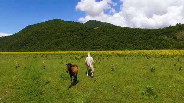 美丽的空中观马放牧在绿色山谷, 农业业务 — 图库视频影像