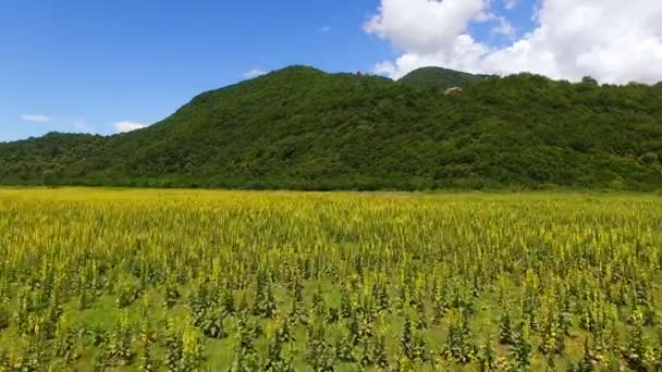植物の背景に山と緑の谷の航空写真ビュー パノラマ — ストック動画